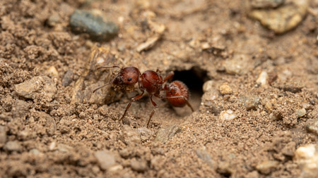 Ant at nest entrance macro