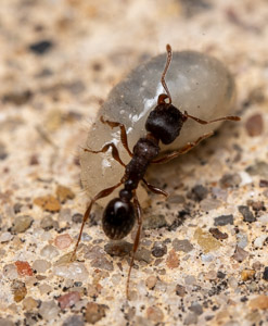 Ant carrying egg macro