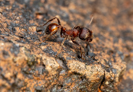 Ant macro on rock