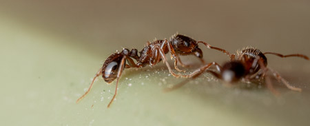 Ants on surface macro