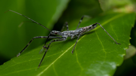 Assassin bug with prey on green leaf macro
