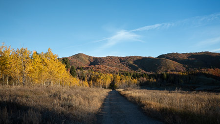 Autumn road through golden aspen trees