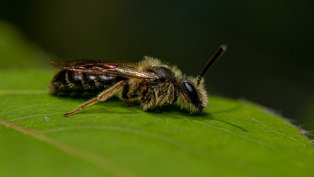 Bee on green leaf macro