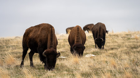 Bison herd grazing