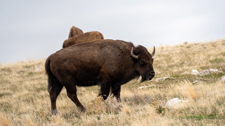 Bison in grassy field