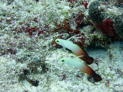 Black banded sea krait snake