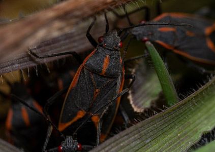 Black beetle with orange stripes macro