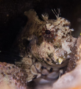 Blenny fish macro eggs