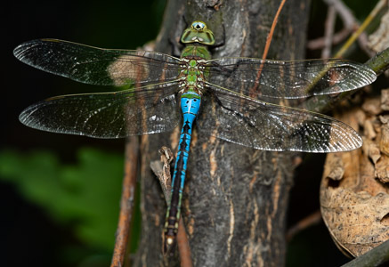 Blue dragonfly on wood macro
