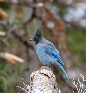 Blue jay on branch