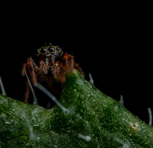 Bold jumping spider macro