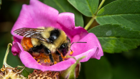 Bumblebee on pink flower macro