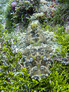 Camouflaged fish on reef