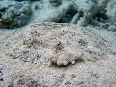 Camouflaged flounder on seafloor