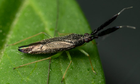 Click beetle on leaf macro
