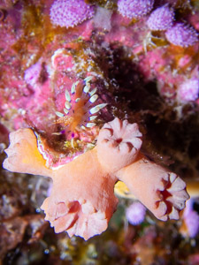 Coral polyps macro underwater