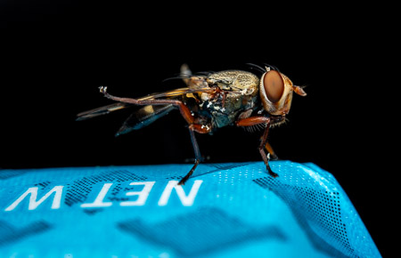 Fly macro on blue surface