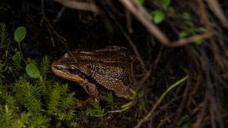 Frog in moss and foliage macro
