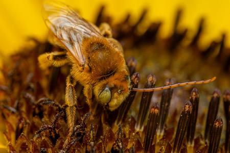 Furry bee on flower center macro