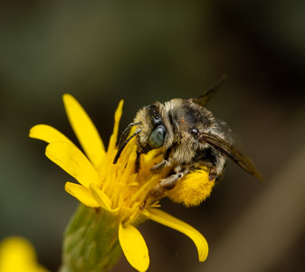 Fuzzy bee with pollen on yellow flower macro