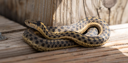 Garter snake coiled on wooden planks