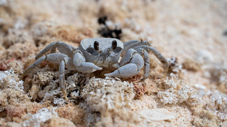 Ghost crab on sand