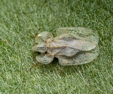 Grasshopper camouflaged on leaf