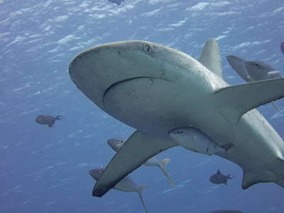 Gray reef shark underwater