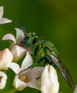 Green hummingbird on white flowers