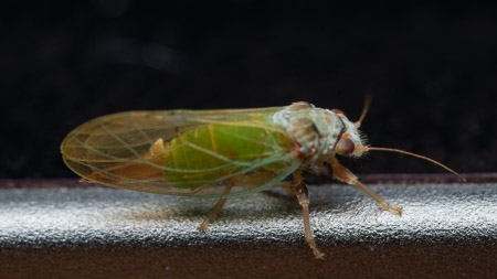 Green leafhopper with translucent wings on a ipad macro