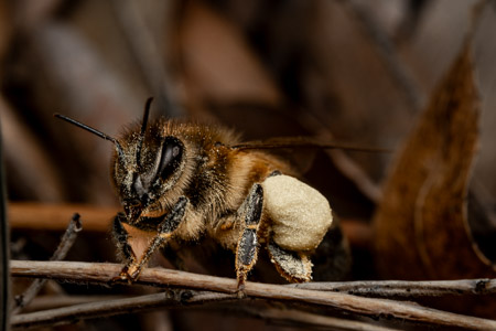 Honey bee with pollen on twig macro