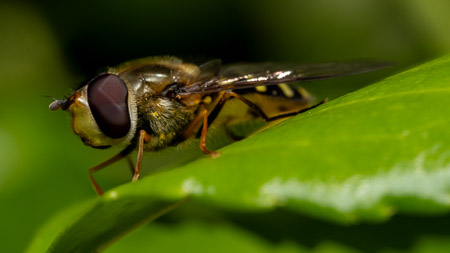 Hoverfly on green leaf macro