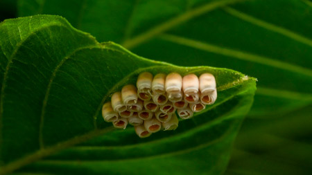 Insect eggs on leaf macro