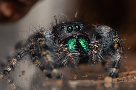 Jumping spider with green eyes macro