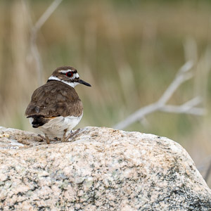 Killdeer on rock