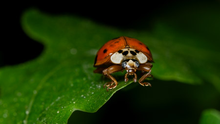 Ladybug flying on leaf macro