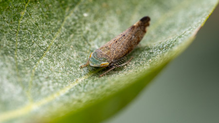 Leafhopper on green leaf macro