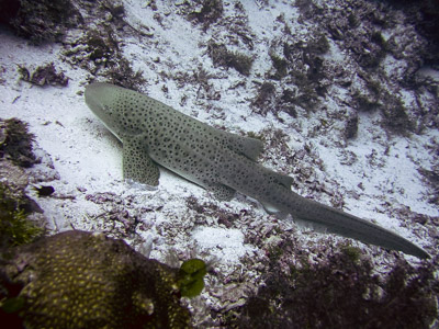 Leopard shark on seafloor