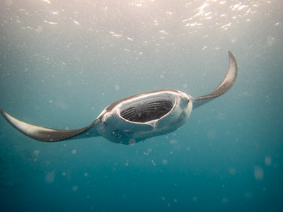 Manta ray underwater feeding