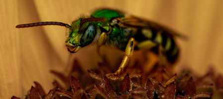 Metallic green sweat bee on flower macro