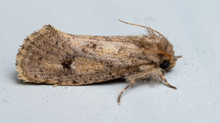Moth in profile on plain background macro