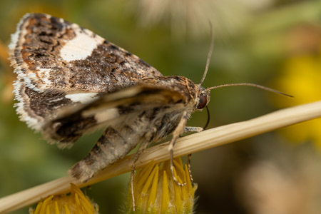 Moth on plant stem with yellow flowers macro