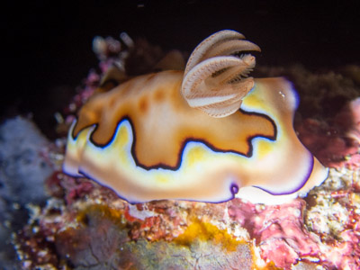 Nudibranch sea slug underwater