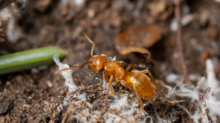 Orange ant on ground macro