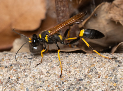 Paper wasp macro