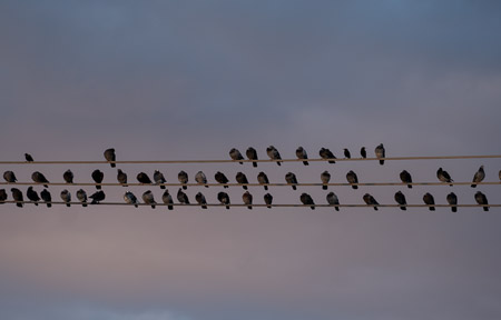 Pigeons on utility wires at dusk