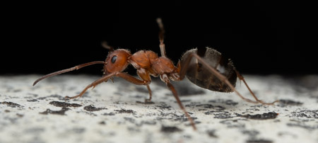 Red ant macro on bark