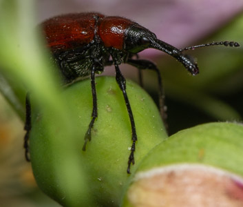 Red beetle on green bud macro