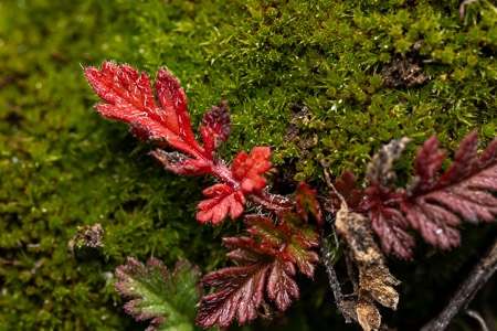 Red leaves on green moss macro