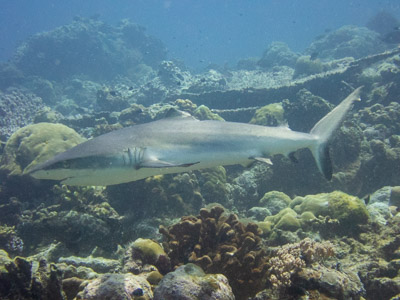 Reef shark over coral